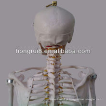 HOT SALE esqueleto de esqueleto humano avançado dos esqueletos